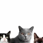 Jenis Jenis Kucing yang Menggemaskan Cocok Untuk Pecinta Kucing 59 kotajogjakartadotcom